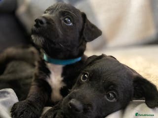 Patterjack dogs Patterjack puppies ** NEW YEAR NEW ADDITION** in Wallsend - Advert 7
