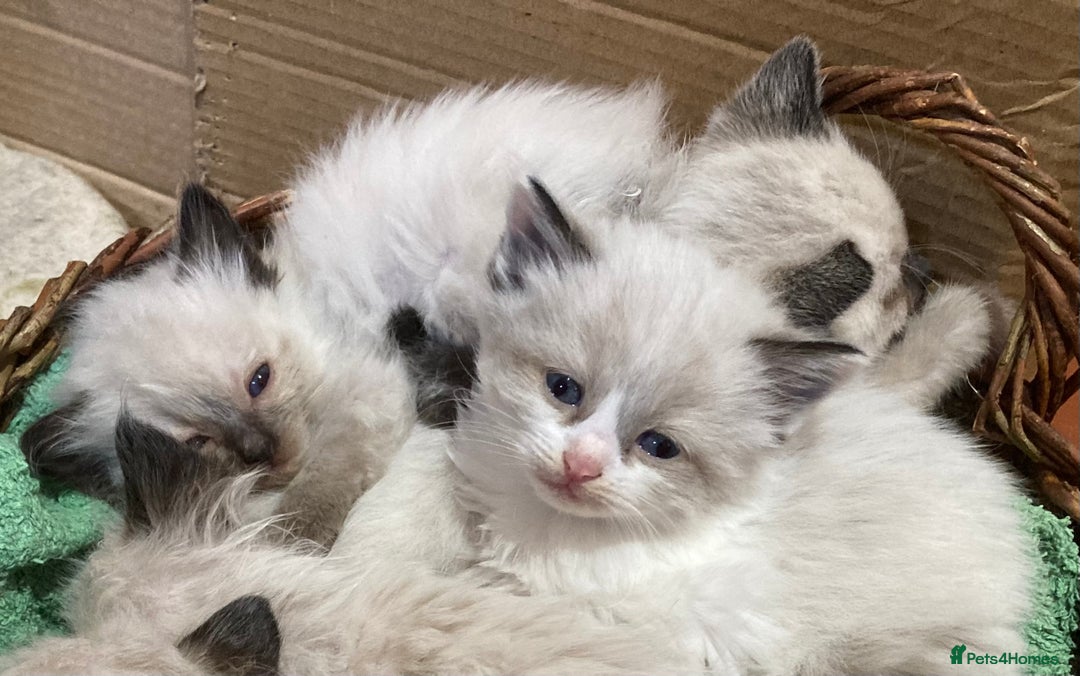 Ragdoll cats for sale: Ragdoll Kittens in Boston - Image 16