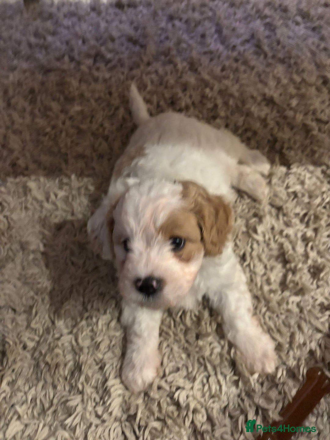 Cavapoochon dogs for sale: Cavapoochon  - Advert 4