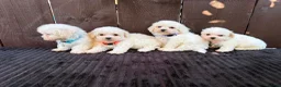 Miniature Poodle dogs for sale: Miniature poodles 2 boys 2 girls  - Advert 16