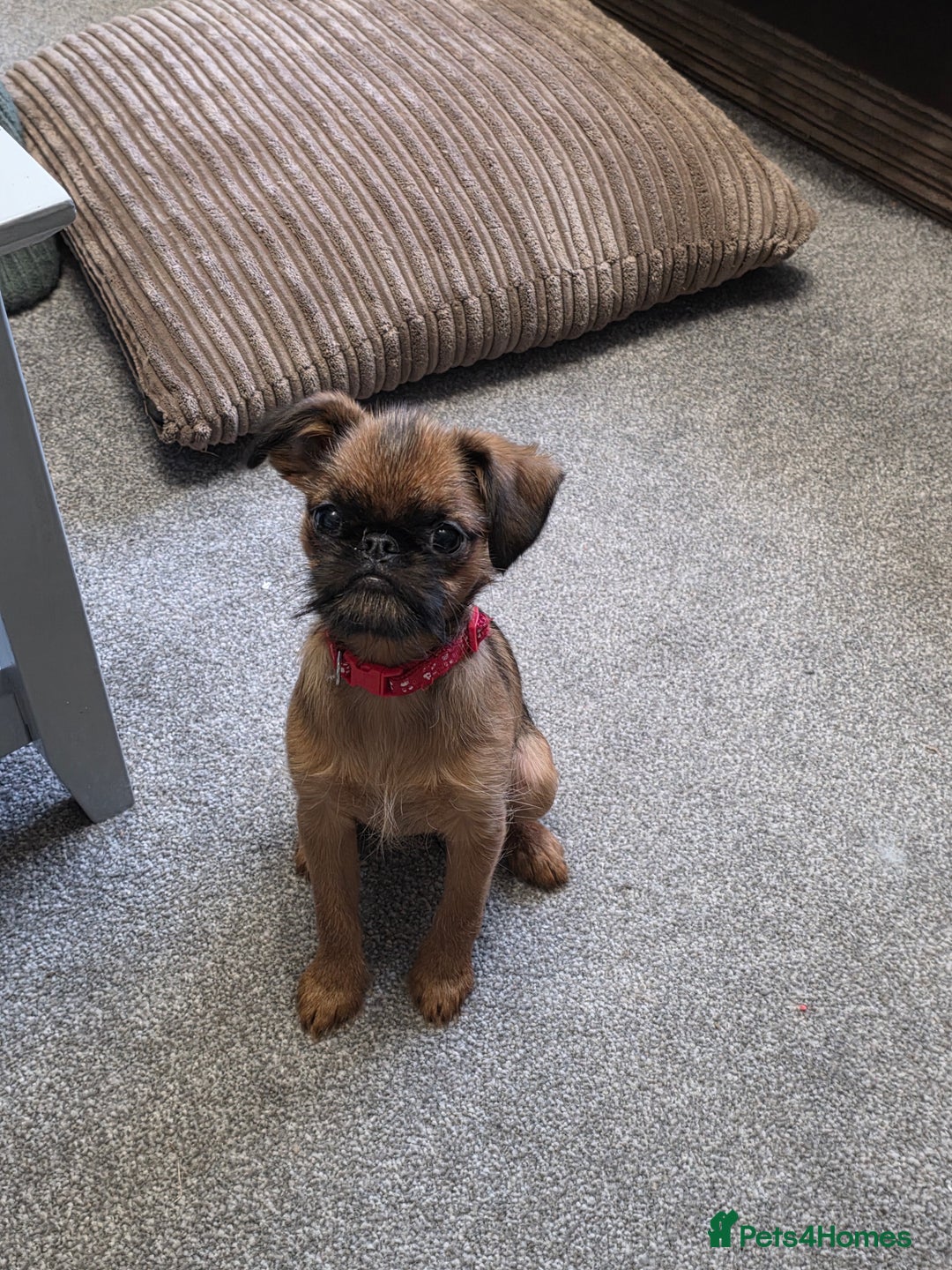 Griffon Bruxellois dogs for sale: Griffon Bruxellois KC registered - Advert 5