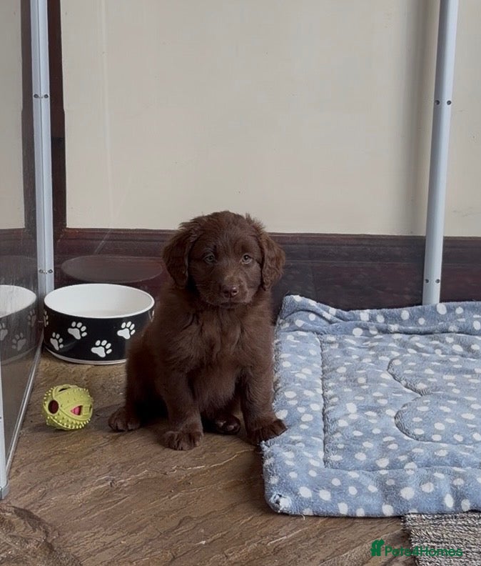 Labradoodle dogs ** RARE CHOC-PHANTOM & MERLE F2 MALE LABRADOODLE** - Advert 2