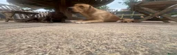 Cockerdor dogs for sale: 3 black beautiful cockerdor pups left - Advert 2