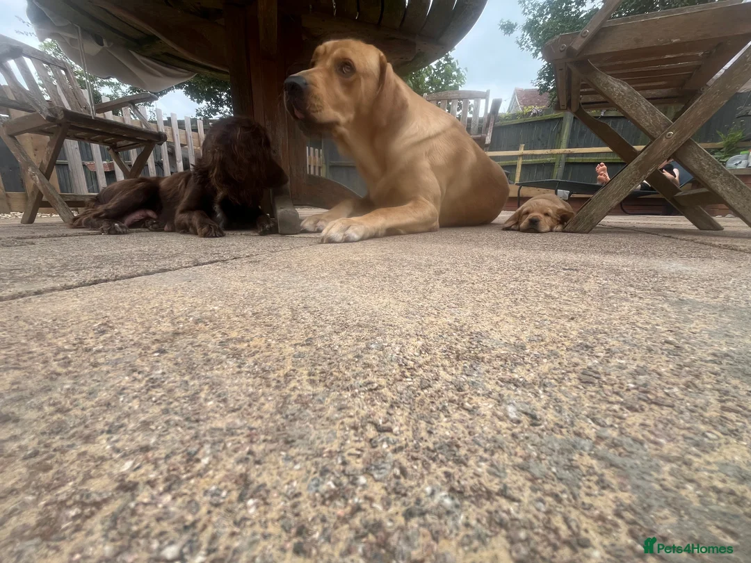 Cockerdor dogs for sale: 3 black beautiful cockerdor pups left - Advert 2