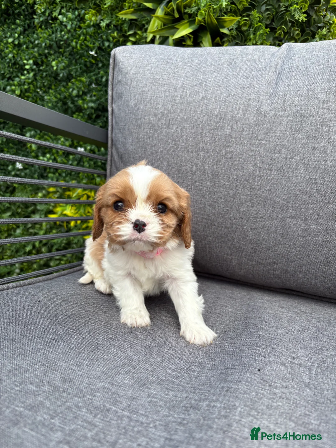 Cavalier King Charles Spaniel dogs for sale: Stunning DNA tested cavalier pups  - Advert 11