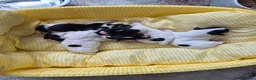 Jack Russell dogs for sale: 4 stunning male jack russell puppies  in Larkhall - Advert 26
