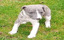 Whippet dogs for sale: Quality KC reg Whippet Puppies - Image 35