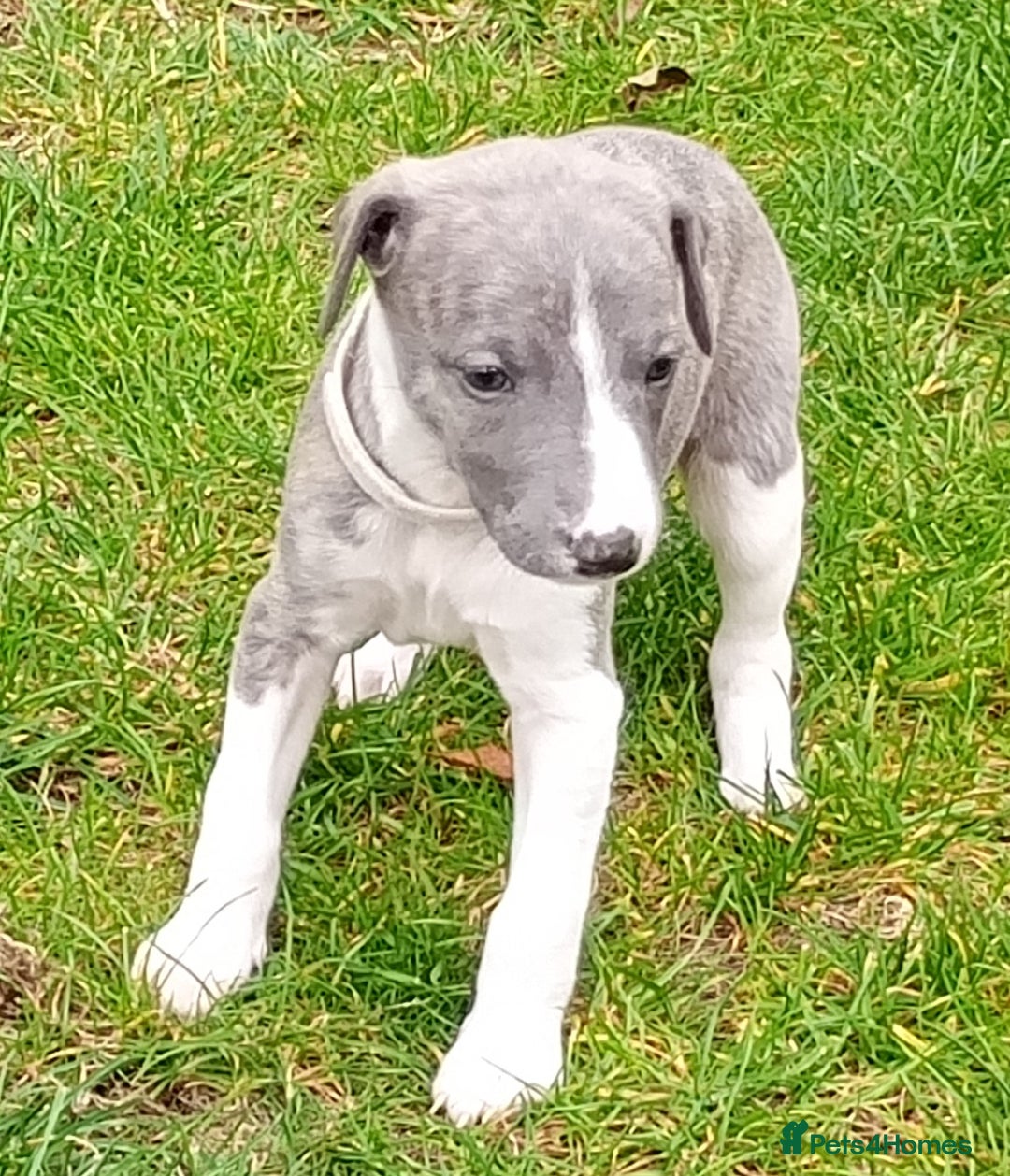 Whippet dogs for sale: Quality KC reg Whippet Puppies - Image 35