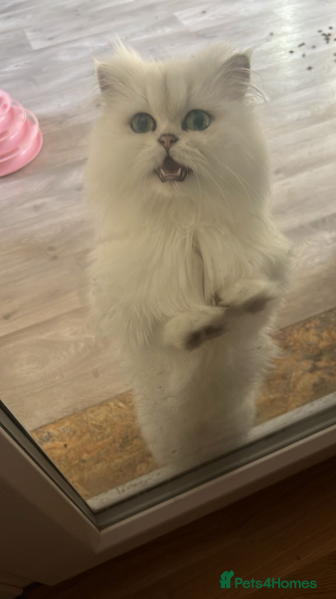 Scottish Fold cats for sale: Scottish fold and straight kittens  - Advert 20