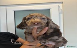 Cocker Spaniel dogs for sale:  show type dna health tested kc registered dad mum - Image 2
