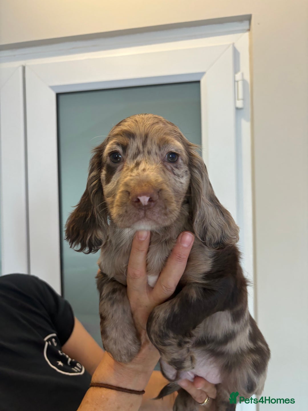 Cocker Spaniel dogs for sale:  show type dna health tested kc registered dad mum - Image 2