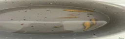Cichlids fish for sale: african cichlids  in Barnsley - Advert 5