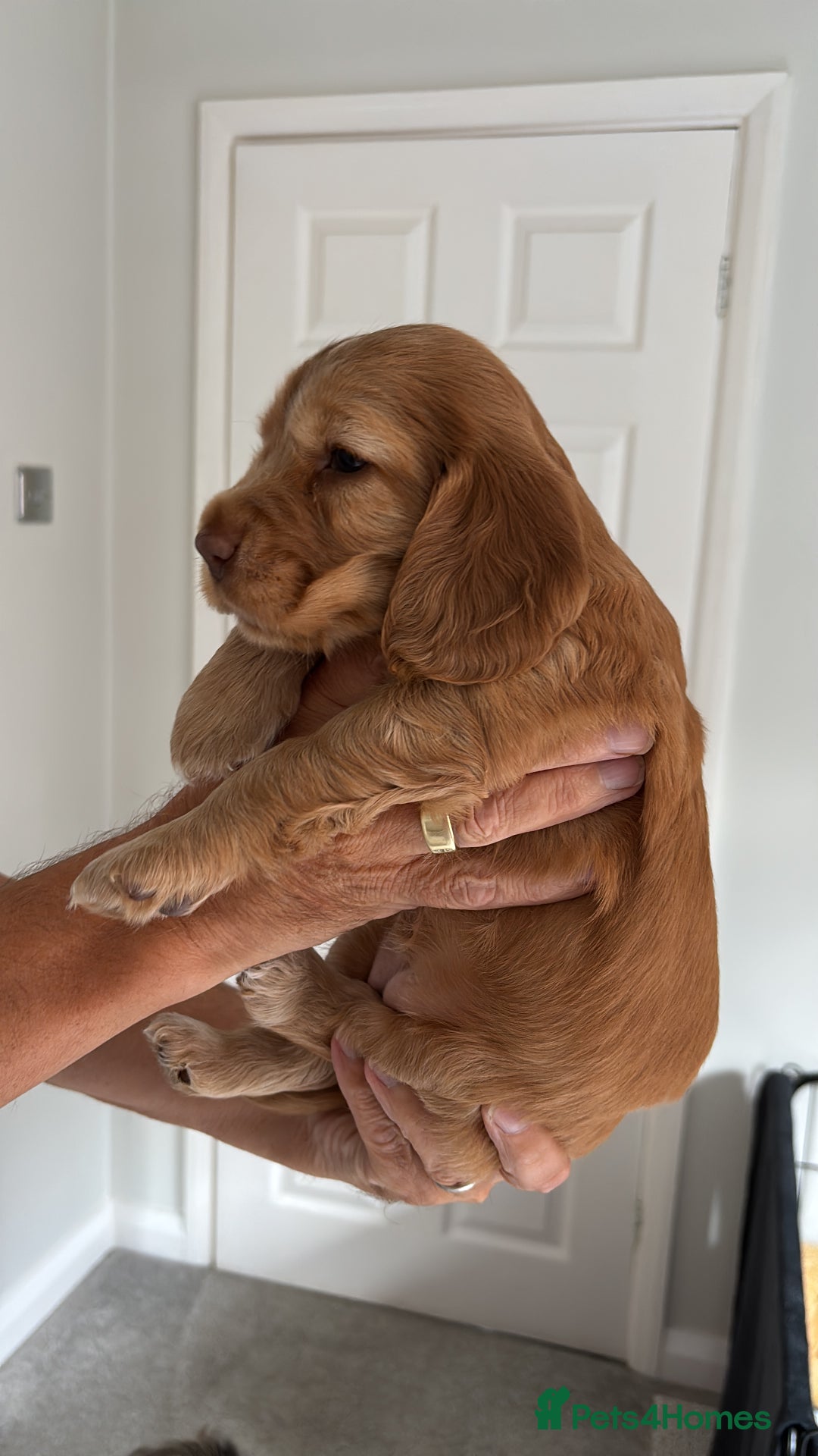 Cocker Spaniel dogs for sale: Outstanding FN clear kc reg cocker spaniel puppies - Image 31