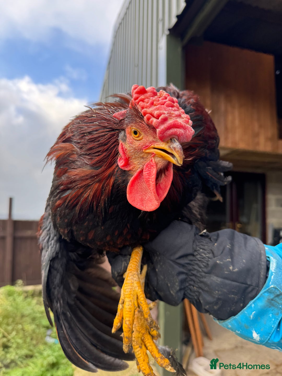 Chickens poultry for sale: Cockerels, Blue Copper Maran, Cream Legbar, Olive  - Image 6