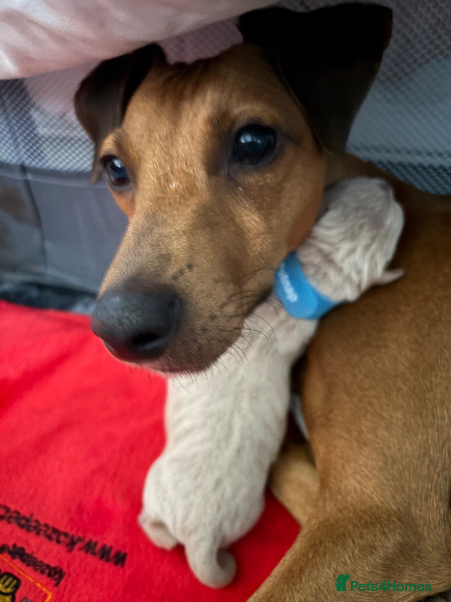 Italian Greyhound dogs Italian Greyhound pups  - Advert 3