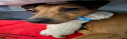 Italian Greyhound dogs for sale: Italian Greyhound pups  in Sutton-in-Ashfield - Advert 1