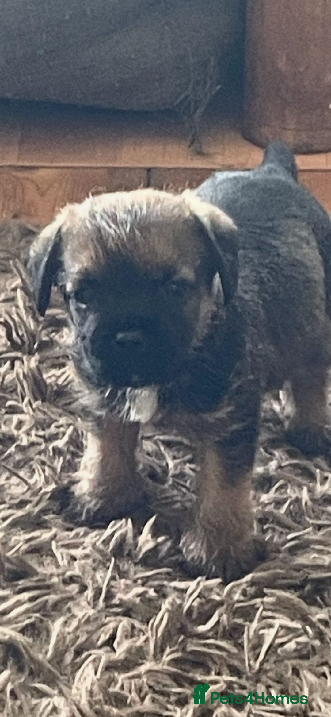 Border Terrier dogs for sale: Border Terrier puppies  - Image 2
