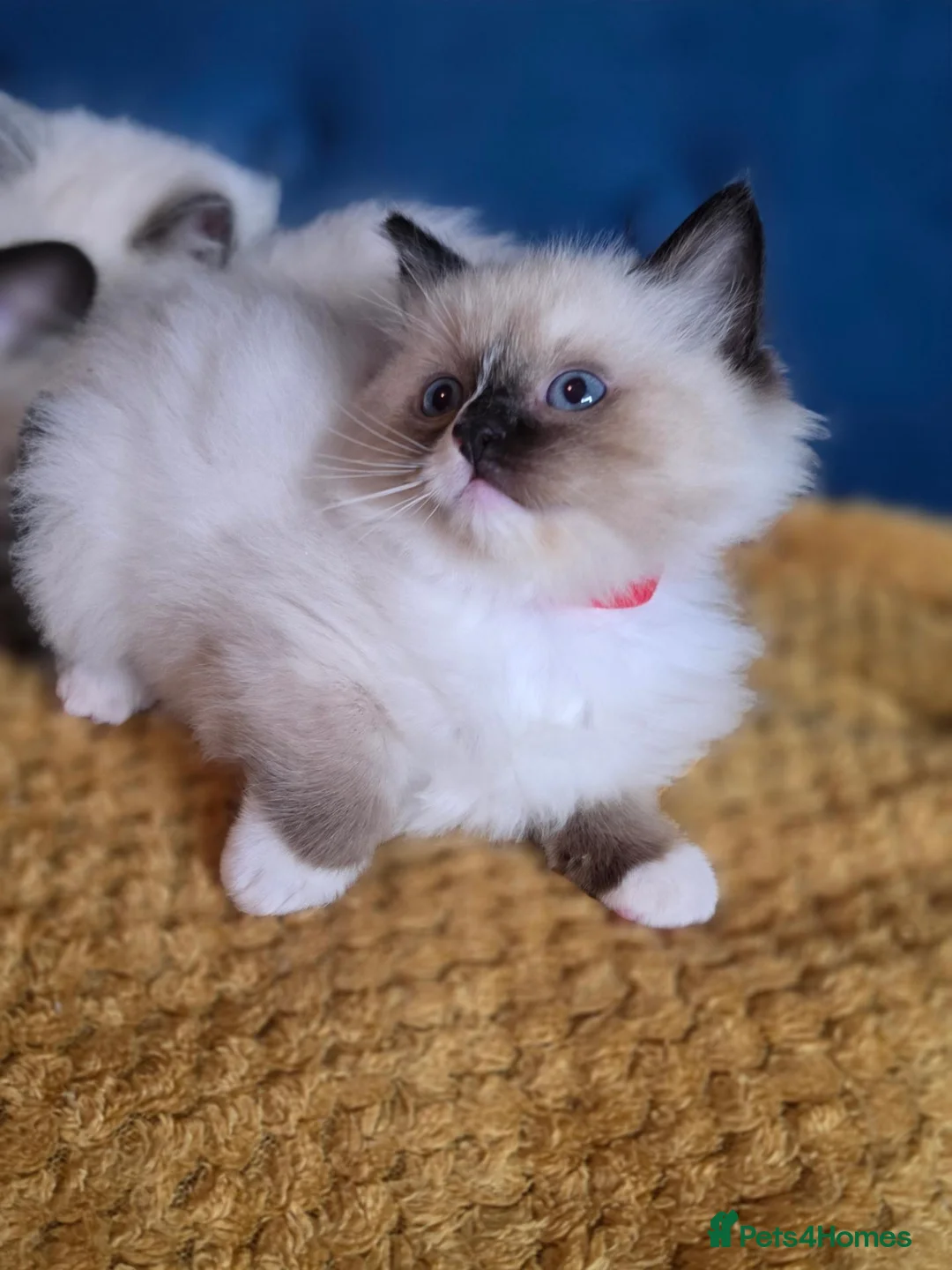 Ragdoll cats for sale: Registered Ragdoll Kittens  - Advert 33