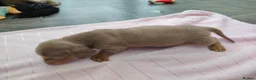 Dachshund dogs for sale: Miniature dachshund puppies in Bridlington - Advert 3