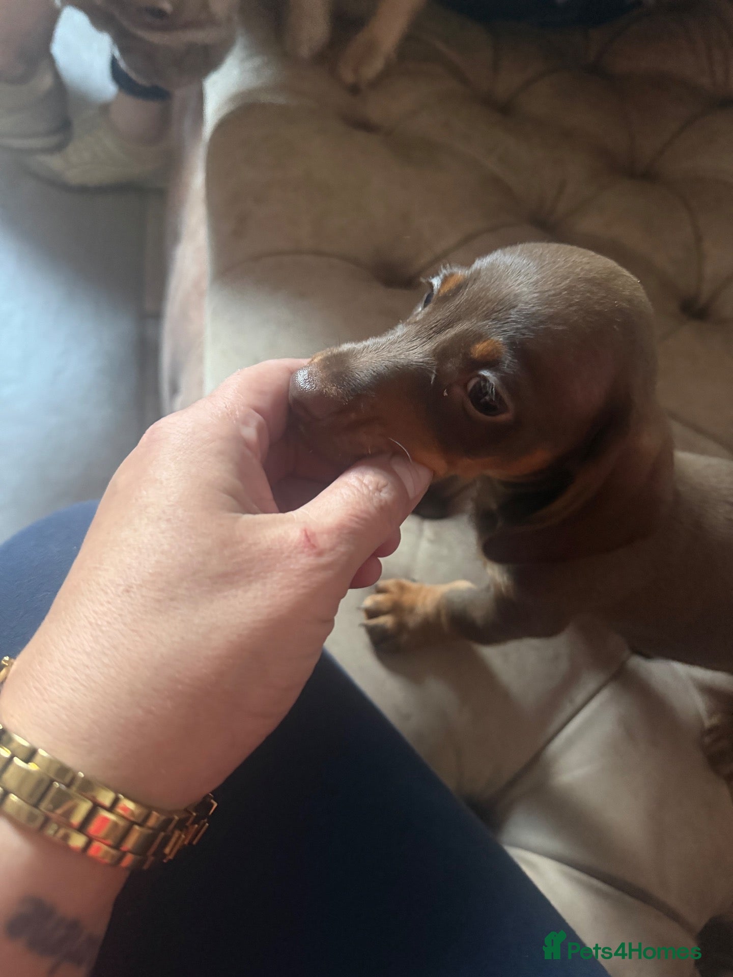 Miniature Dachshund dogs Miniature dachshund puppies - Advert 2