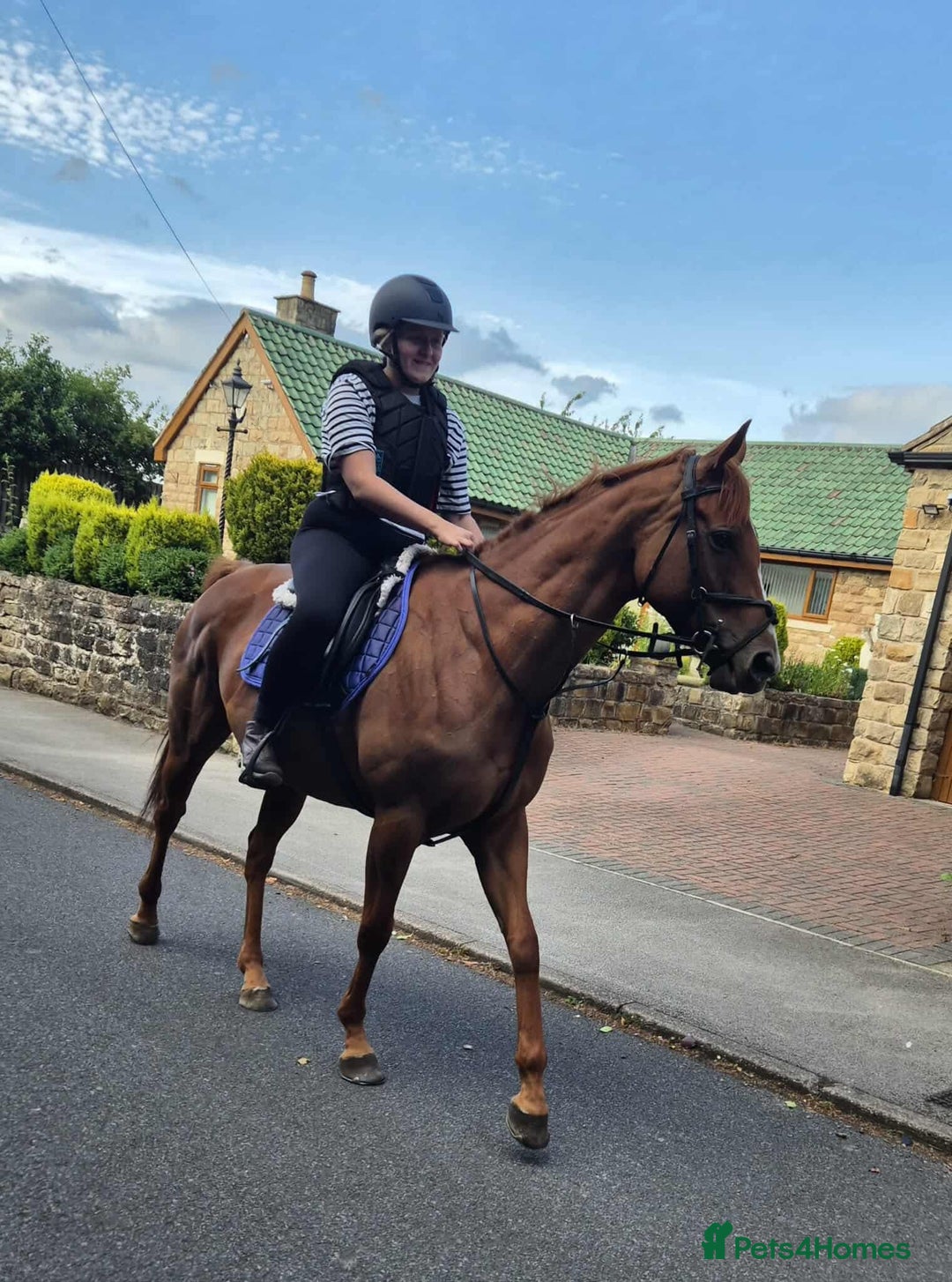 English Thoroughbred horses for sale: Chestnut Thoroughbred Mare - Image 5