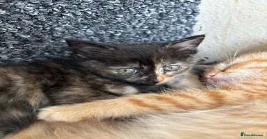 Norwegian Forest Cat cats - Advert 6