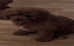 Cavapoo dogs for sale: Strong chunky cavapoo boy puppies ❤️ - Image 3