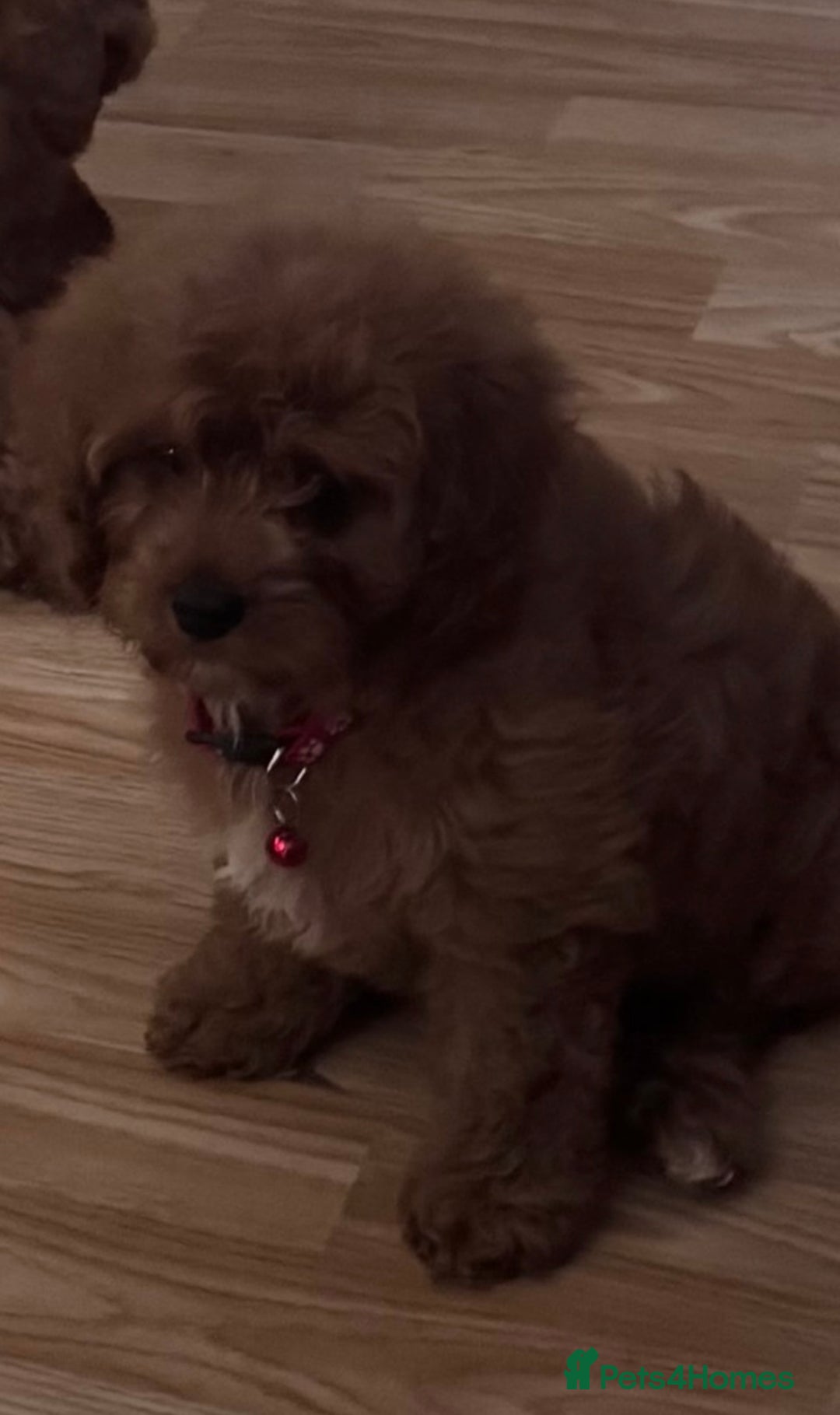 Cavapoo dogs for sale: Strong chunky cavapoo boy puppies ❤️ - Image 3