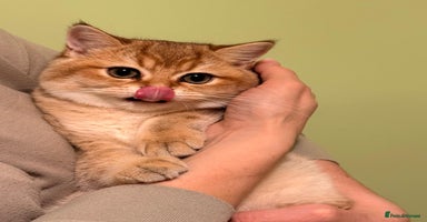 British Shorthair cats - Advert 15