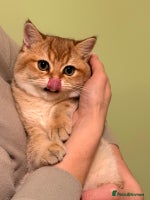 British Shorthair cats - Advert 15