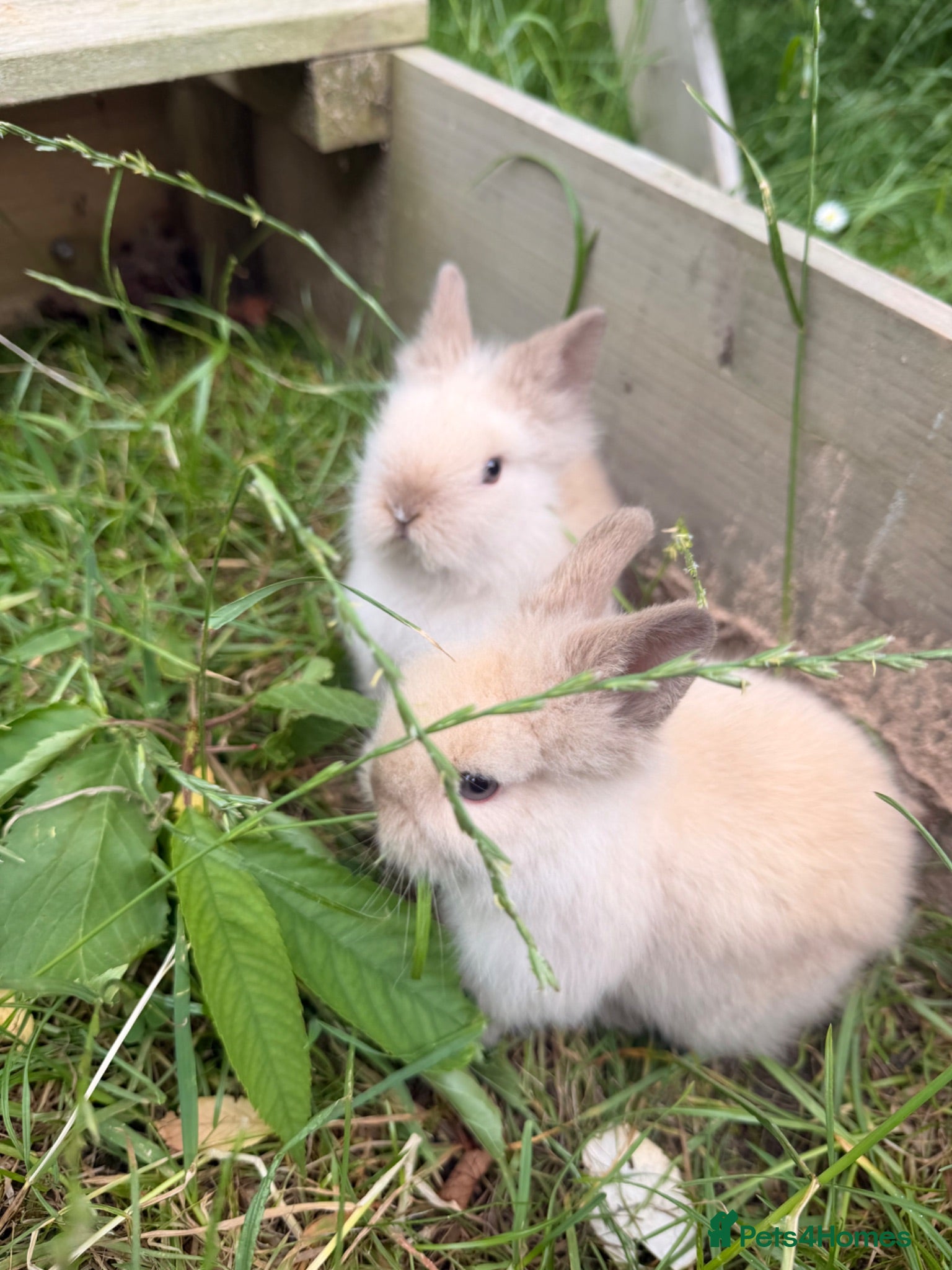 Lionhead rabbits 2 baby lion head bunnies  - Advert 2