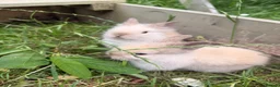 Lionhead rabbits for sale: 2 baby lion head bunnies  in Milton Keynes - Advert 2