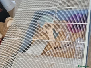 Hamster rodents Hamster and cage - Advert 8