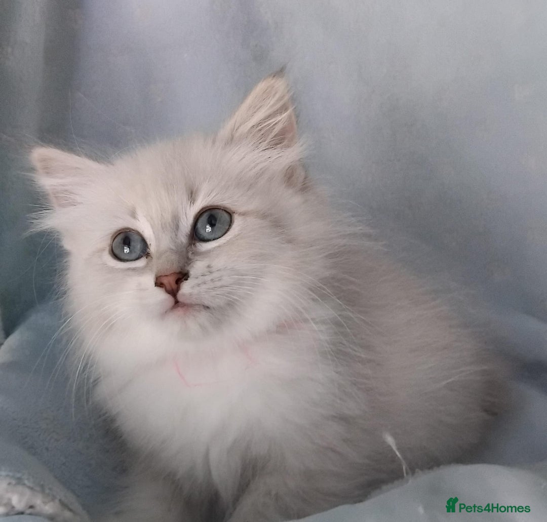 Siberian cats for sale: GCCF Registered Pure Siberian kittens For Sale.   - Image 8