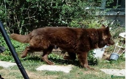 German Shepherd dogs for sale: German Shepherd pups ready end of August  - Image 31
