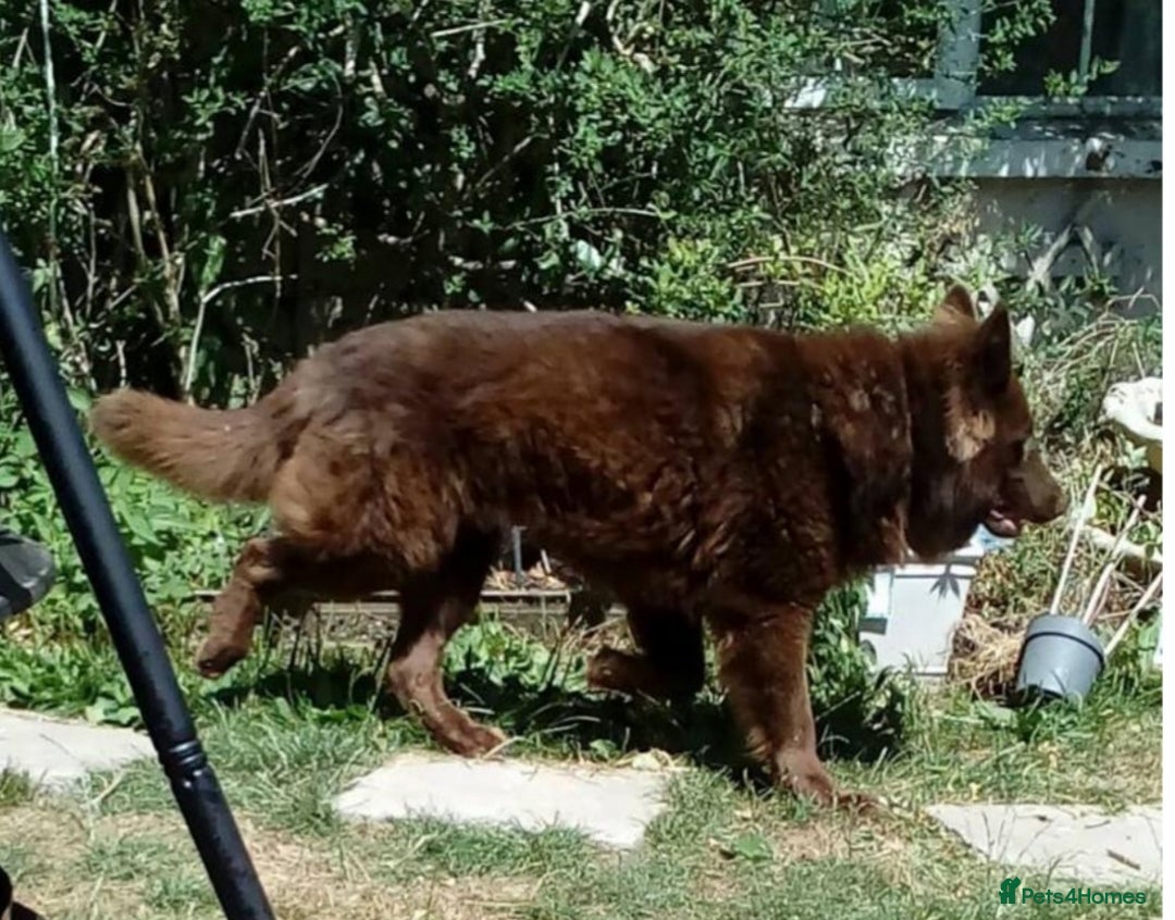 German Shepherd dogs for sale: German Shepherd pups ready end of August  - Image 31