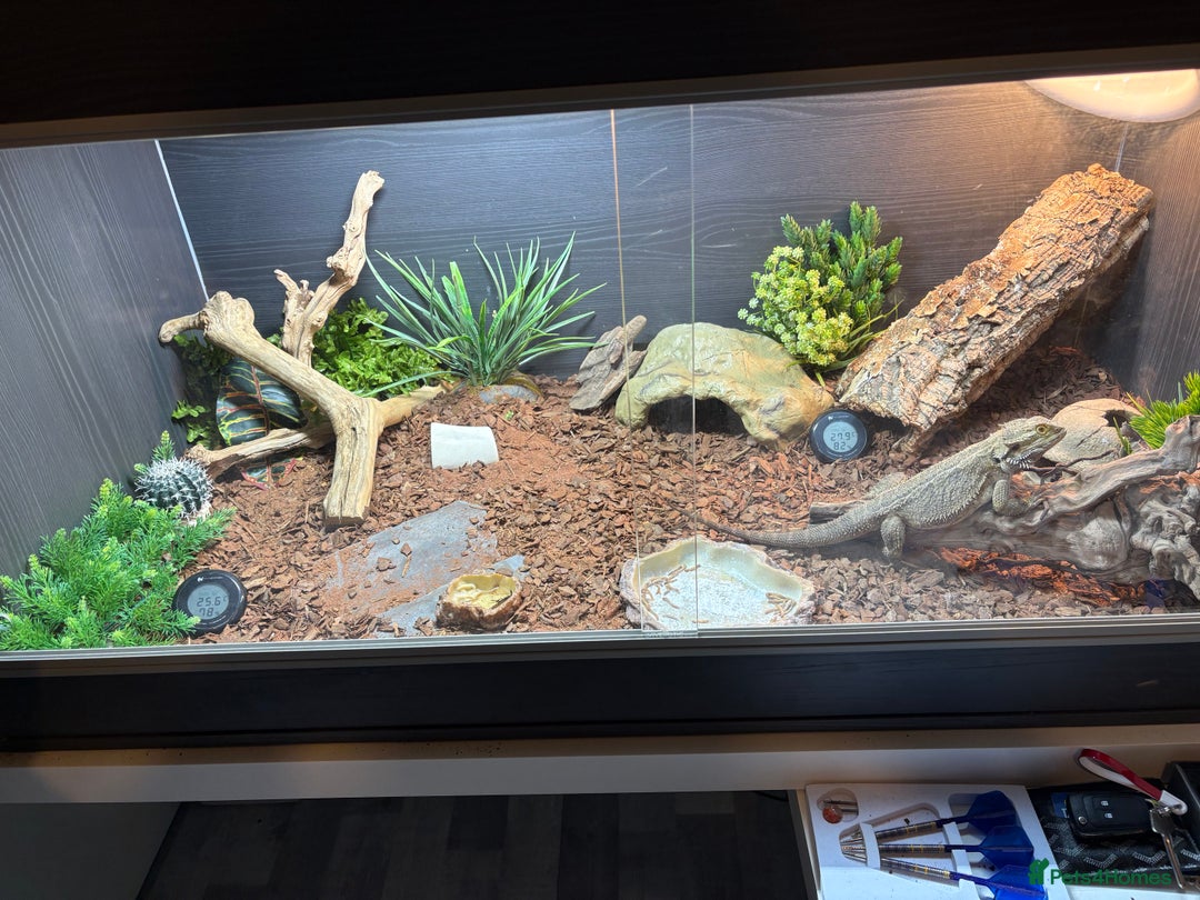 Bearded Dragon reptiles for sale: Bearded dragon and full setup for sale - Image 7