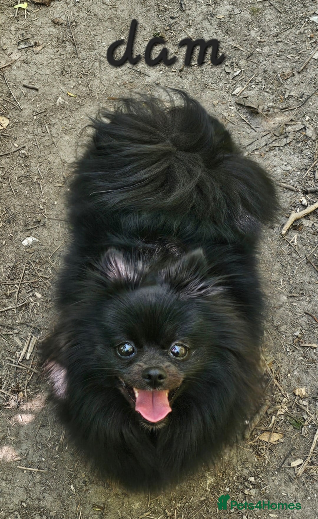Pomeranian dogs for sale: orange girl 🩷and blue&tan boy 💙available  - Image 9
