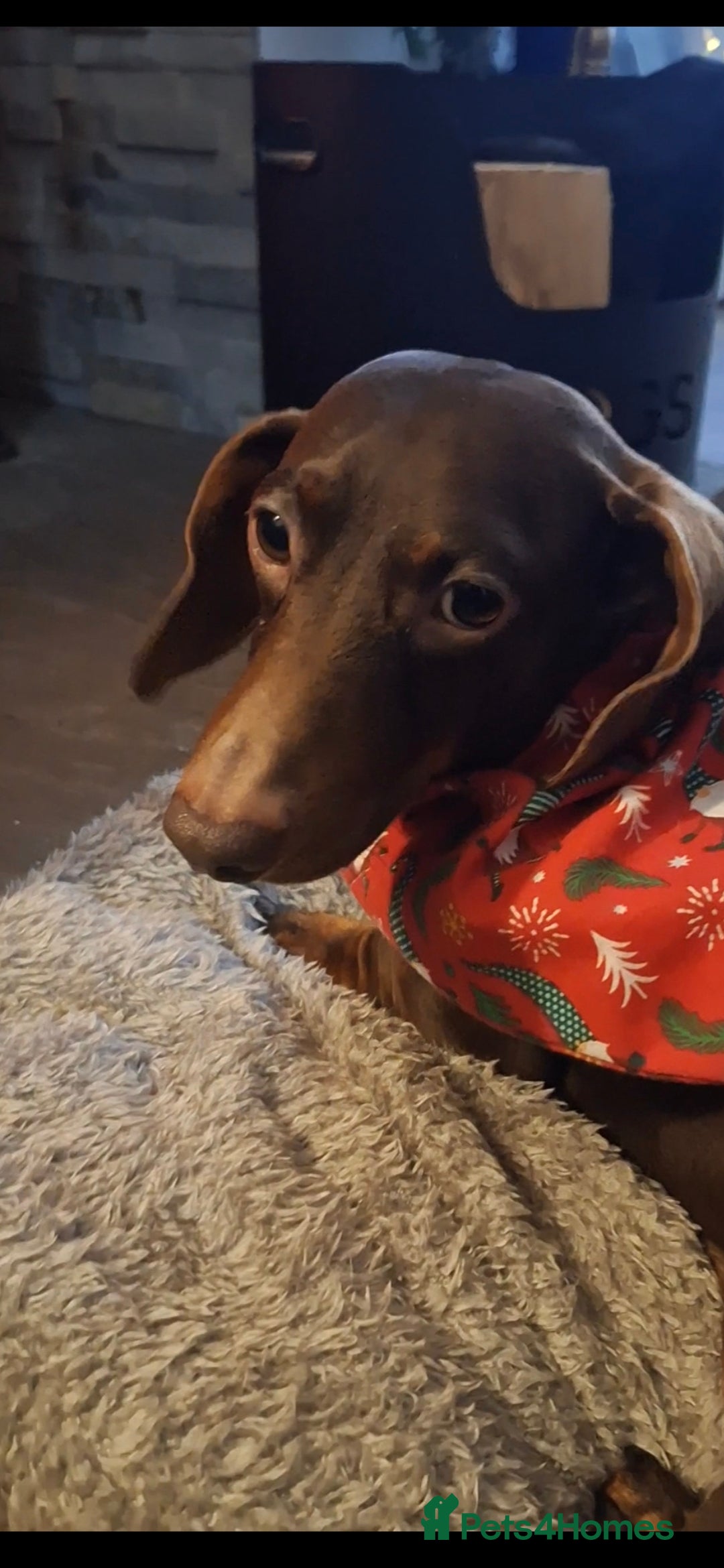 Miniature Dachshund dogs for sale: 5 miniature dachshunds - Advert 2