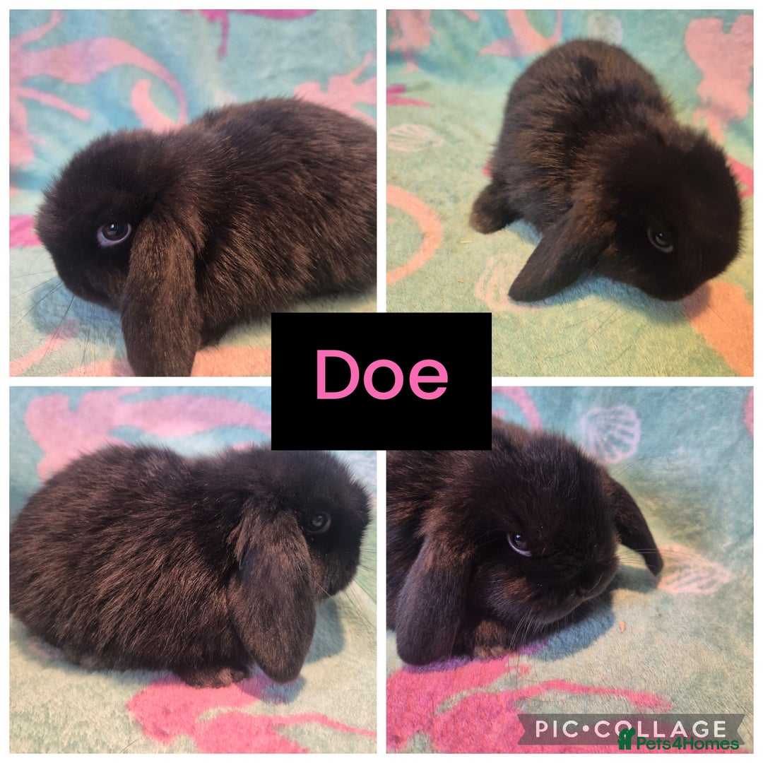 Mini Lop rabbits for sale: 6 gorgeous mini lops - Advert 4