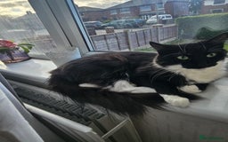 Mixed Breed cats for sale: Faith & Bonnie – Playful Sisters Ready for Love - Image 5