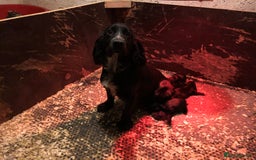 Cocker Spaniel dogs for sale: Cocker spaniel puppies - Image 12