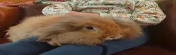 Lionhead rabbits for sale: Double lionhead mini lop Fawn Doe 3 years old - Advert 5