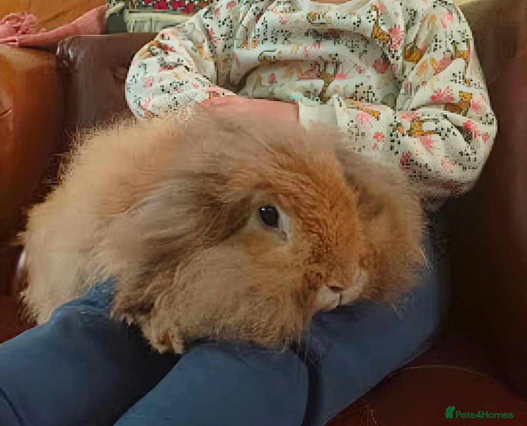 Lionhead rabbits for sale: Double lionhead mini lop Fawn Doe 3 years old - Advert 5