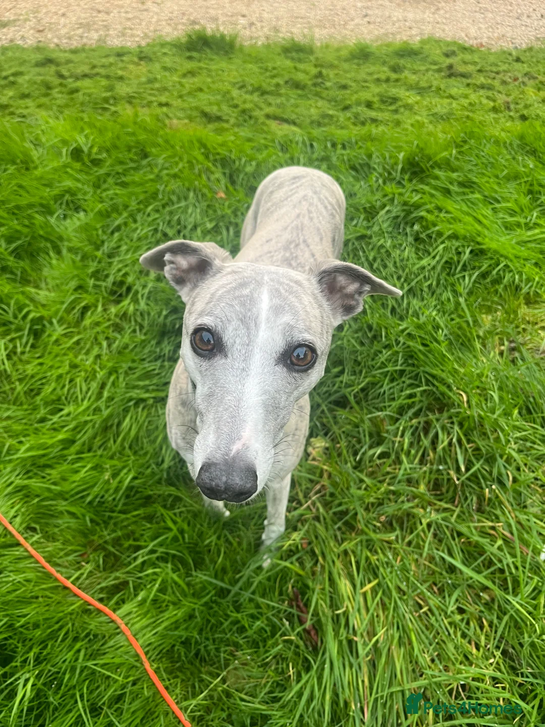 Whippet dogs for sale: Female whippet - Advert 6