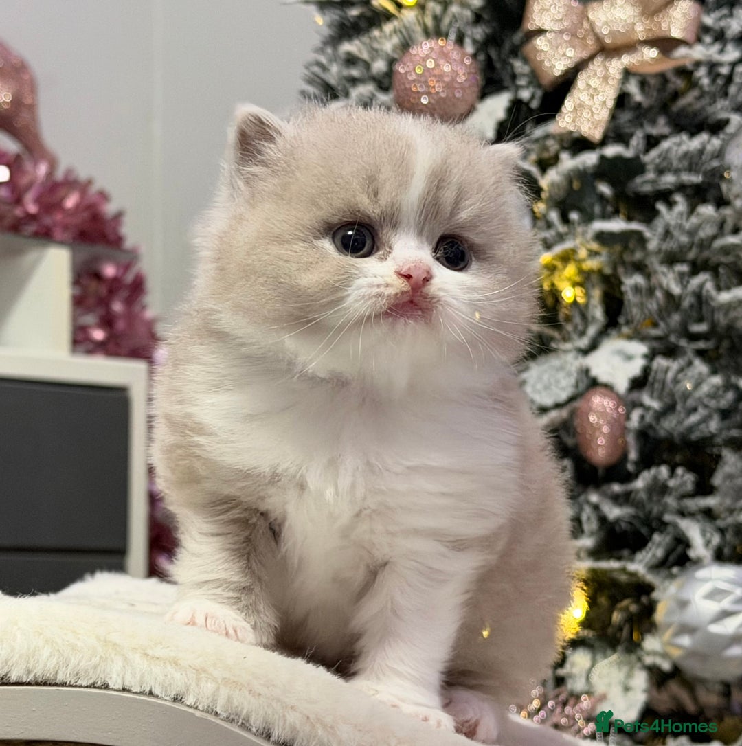 British Longhair cats for sale: Beautiful Longhair kittens - Advert 1