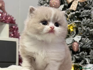 British Longhair cats Beautiful Longhair kittens - Advert 1