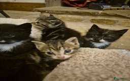 Mixed Breed cats for sale: Beautiful Kittens looking for forever homes  - Image 8