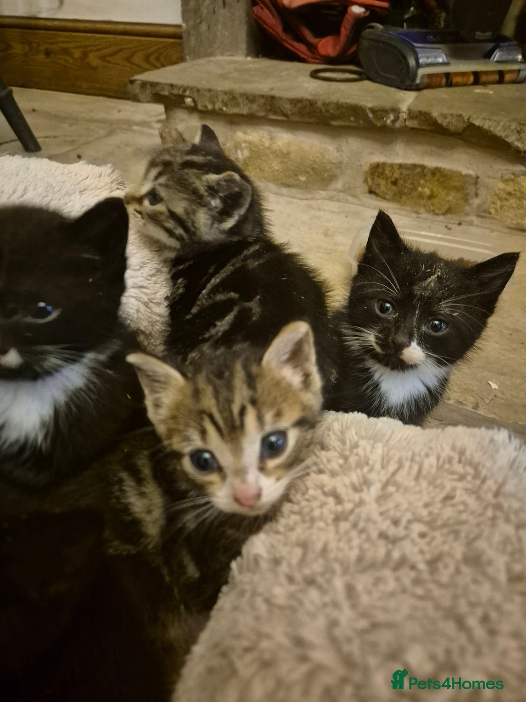 Mixed Breed cats for sale: Beautiful Kittens looking for forever homes  - Image 8