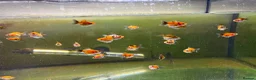 Fancy Goldfish fish for sale: Ryukin fry for sale  - Advert 3